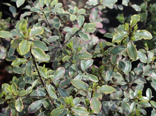 Pittosporum ten. Victoria