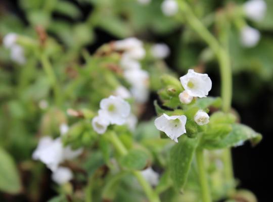 Pulmonaria Ice Ballet