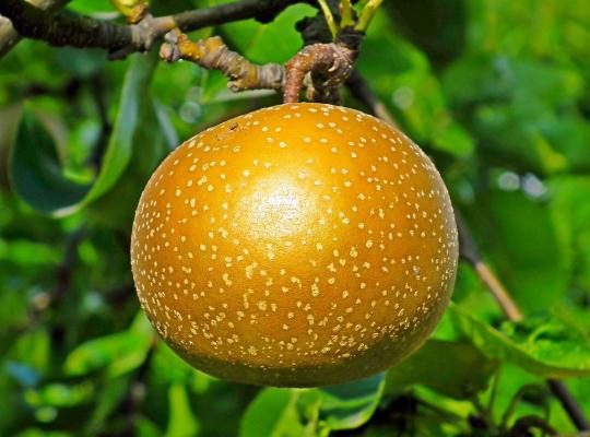 Pear pyrifolia Kosui (Asian)
