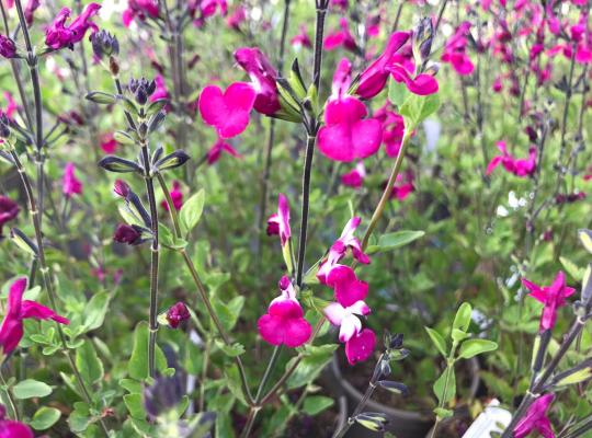 Salvia Cherry Lips