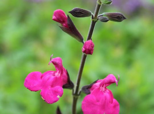 Salvia Neon