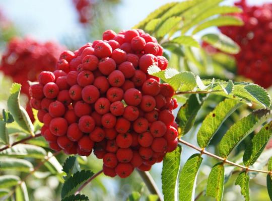 Sorbus commixta Embley