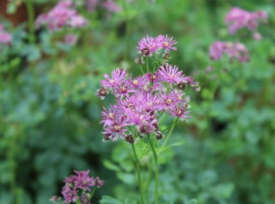 Thalictrum aquilegiifolium Thundercloud