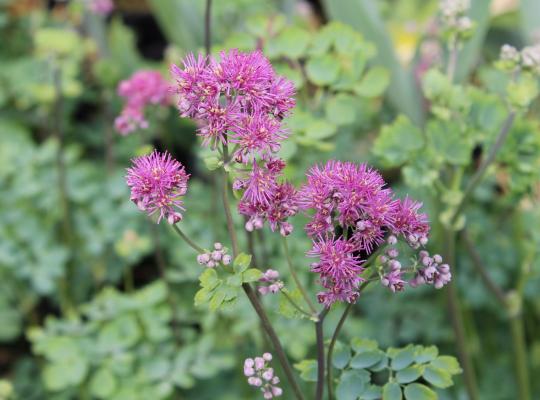 Thalictrum aquilegiifolium Thundercloud