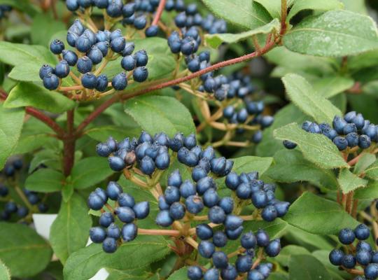 Viburnum tinus Gwenllian