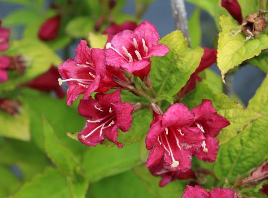 Weigela Rubidor (Rubigold)