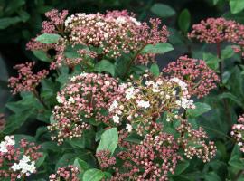 Viburnum tinus Gwenllian